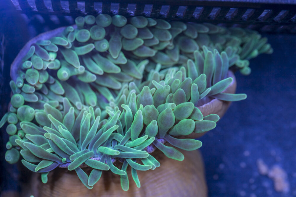 Bubble Tip Anemone