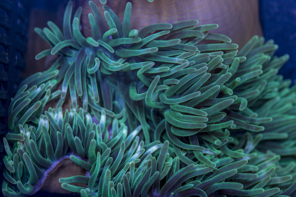Bubble Tip Anemone