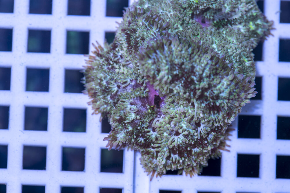 Mini Maxi Anemone