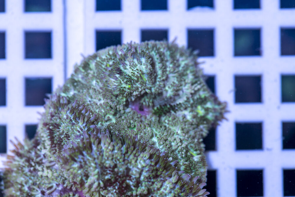 Mini Maxi Anemone