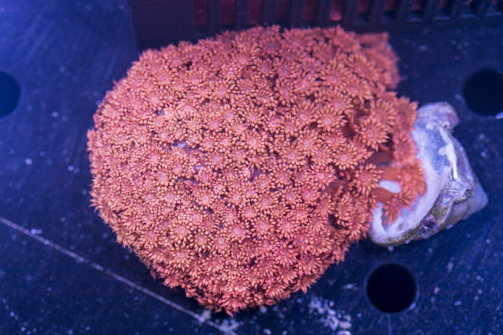 Goniopora