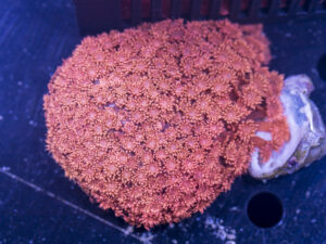 Goniopora