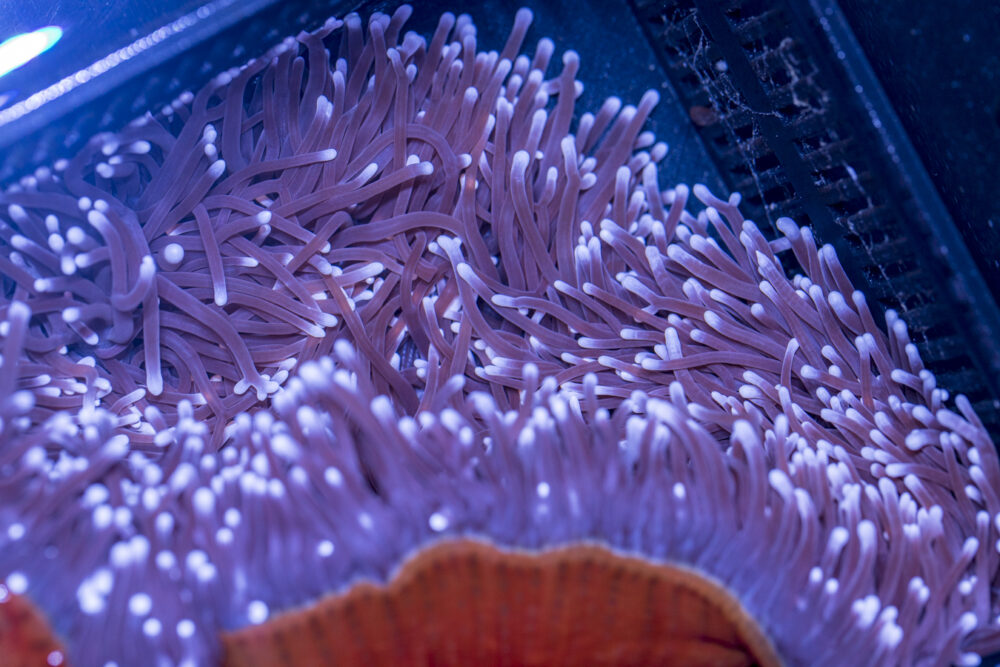 Magnifica Anemone