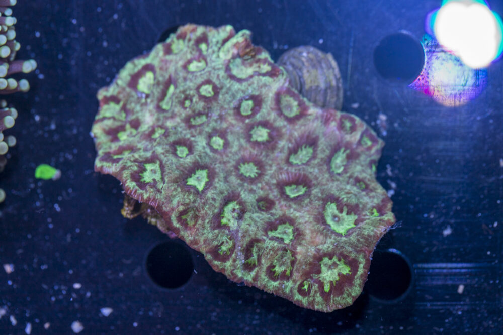 Acan - Lord Howe