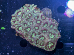 Acan - Lord Howe