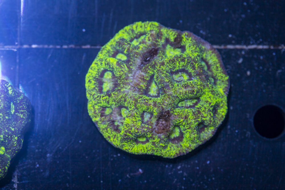 Goniastrea
