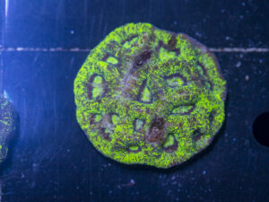 Goniastrea
