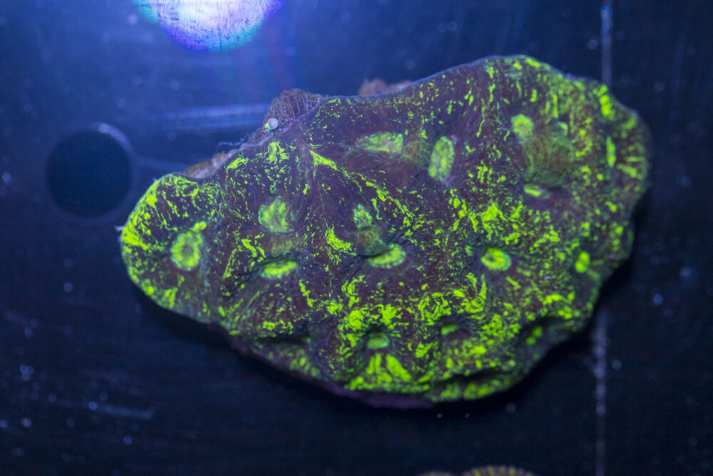 Goniastrea