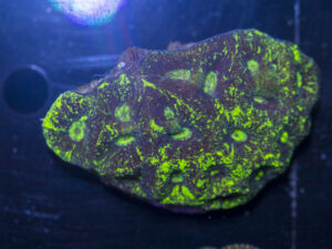 Goniastrea