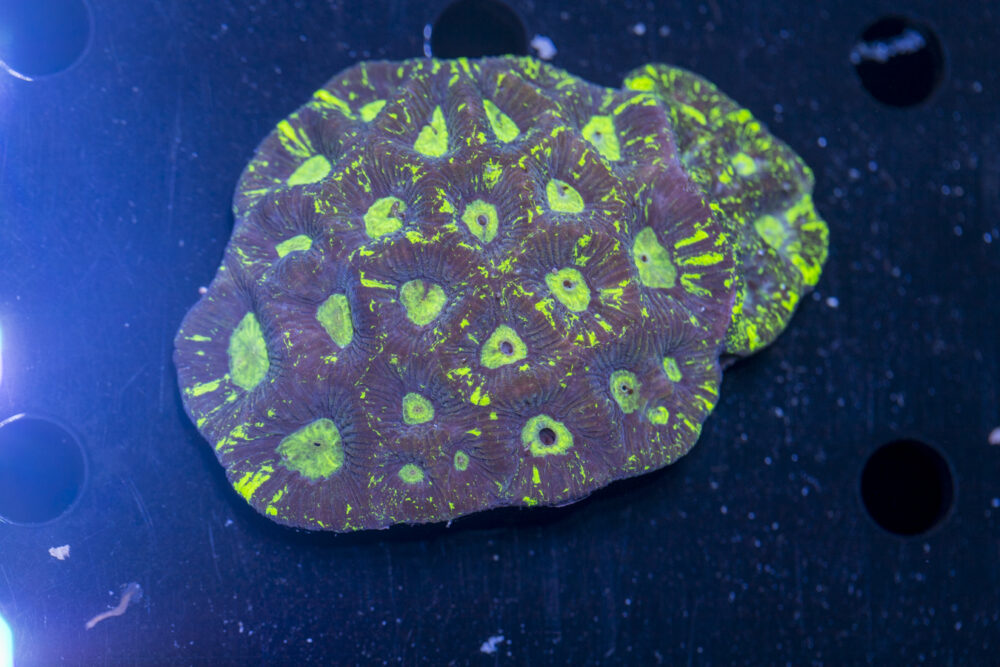 Goniastrea