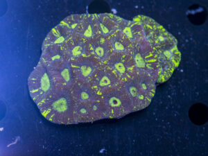 Goniastrea