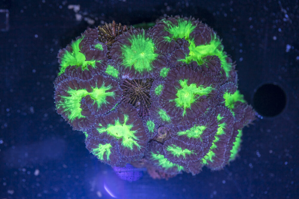 Blastomussa