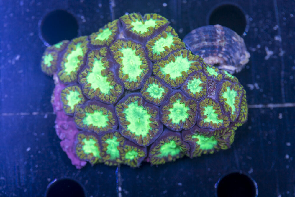 Blastomussa