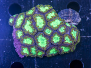 Blastomussa
