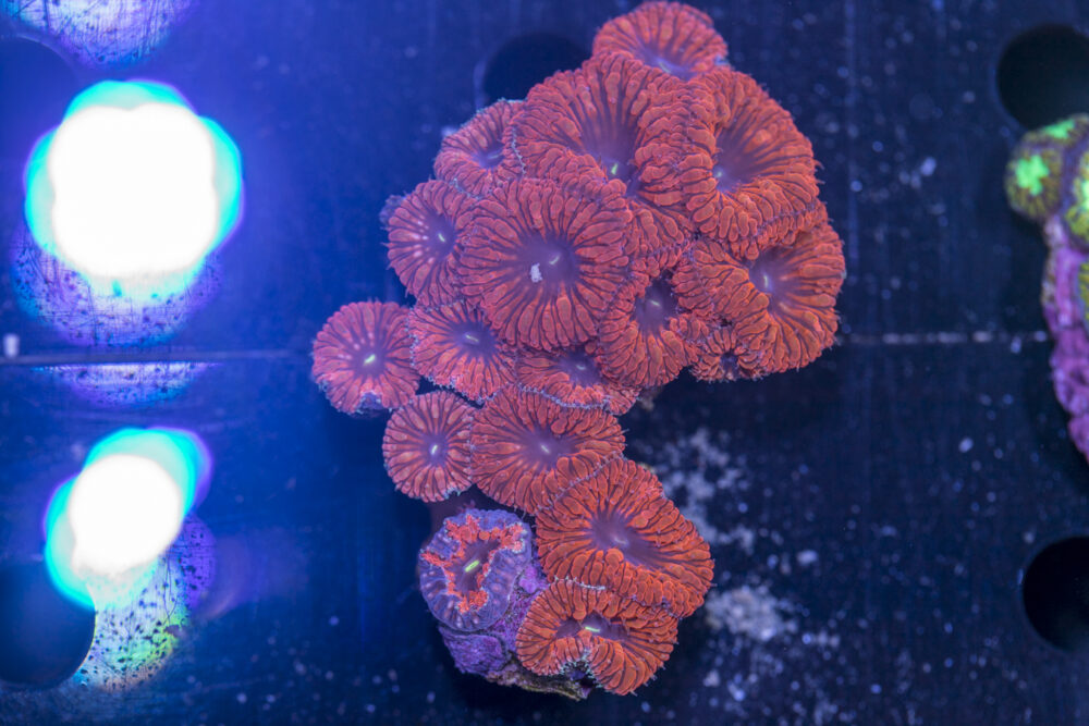 Blastomussa