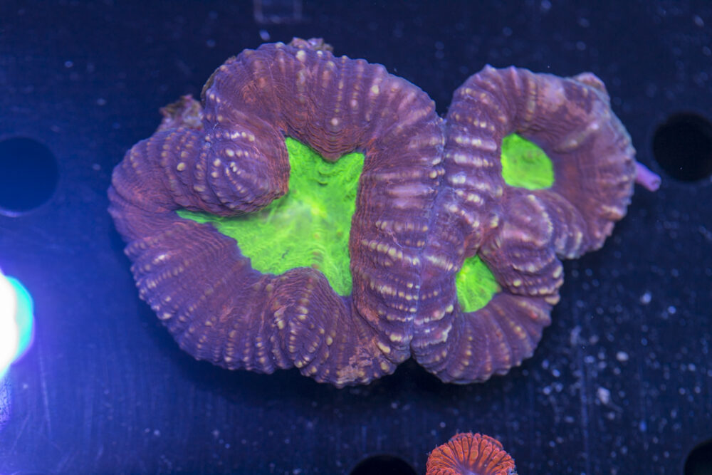 Lobophyllia