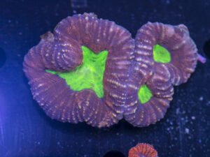 Lobophyllia