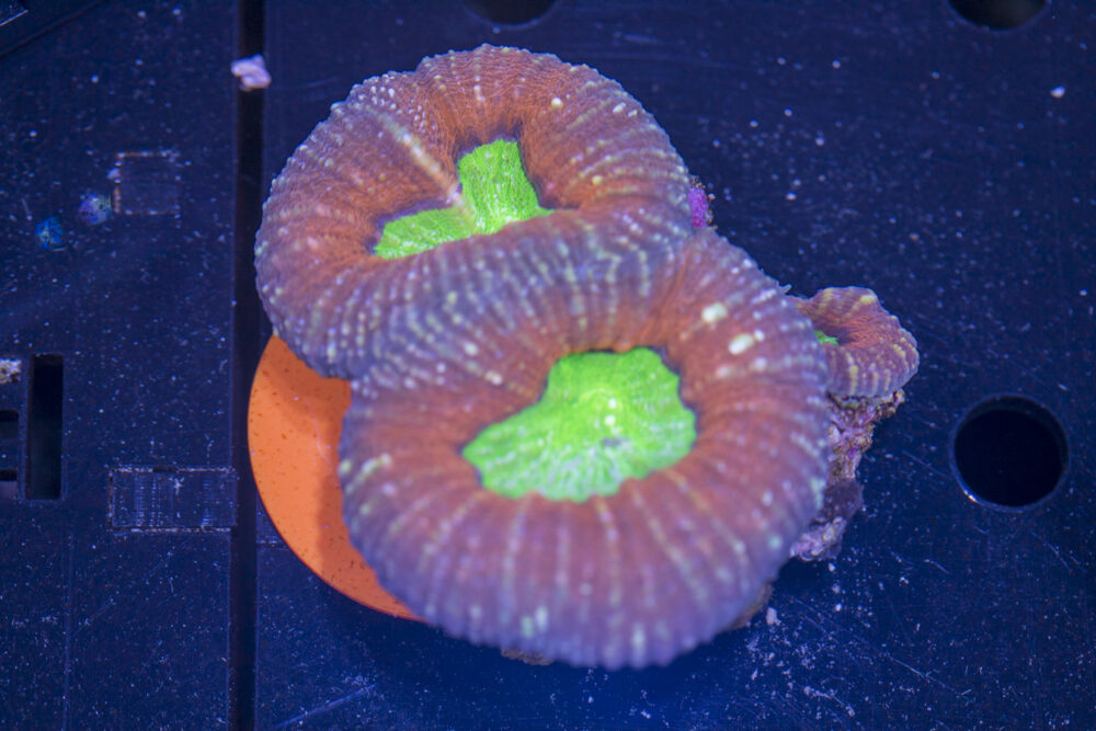 Lobophyllia