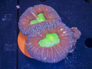 Lobophyllia