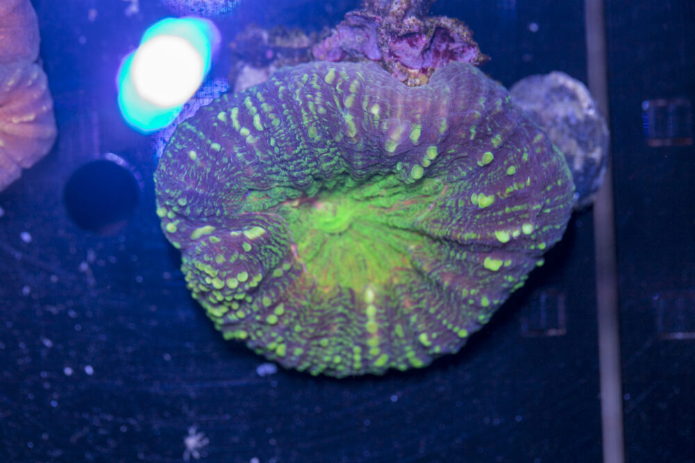 Lobophyllia