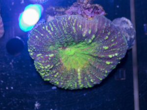 Lobophyllia