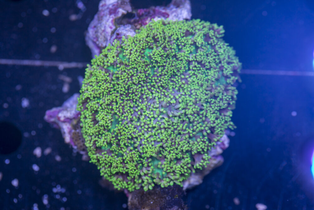 Rhodactus
