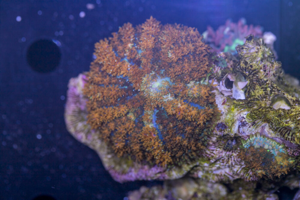 Rhodactus