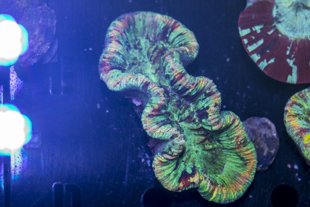 Trachyphyllia