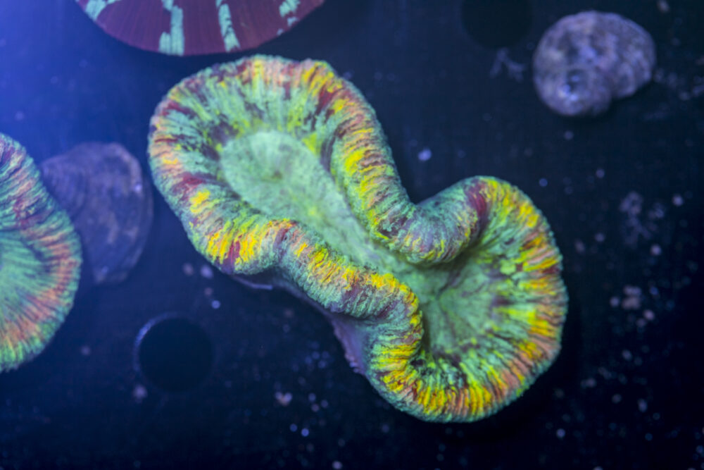 Trachyphyllia
