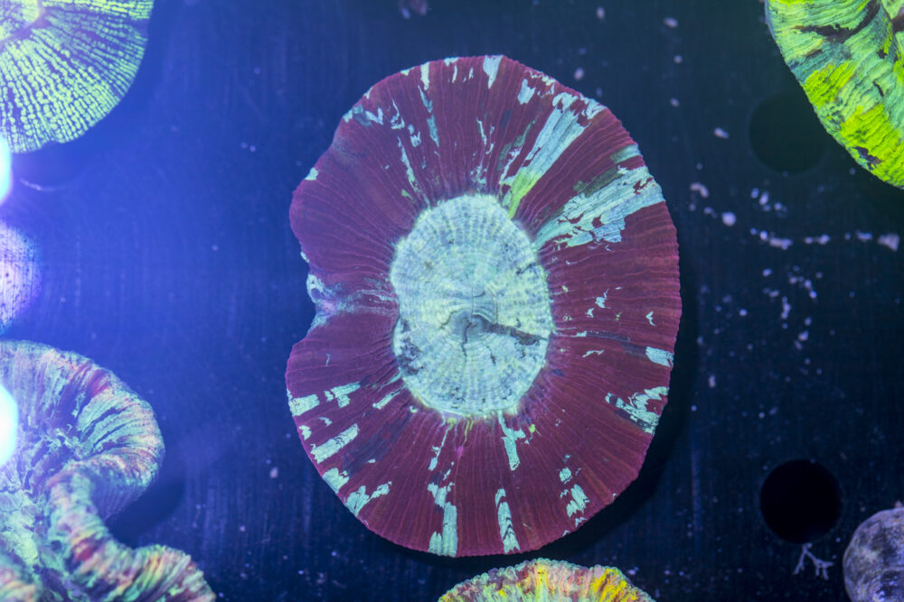 Trachyphyllia