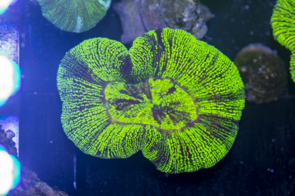 Trachyphyllia