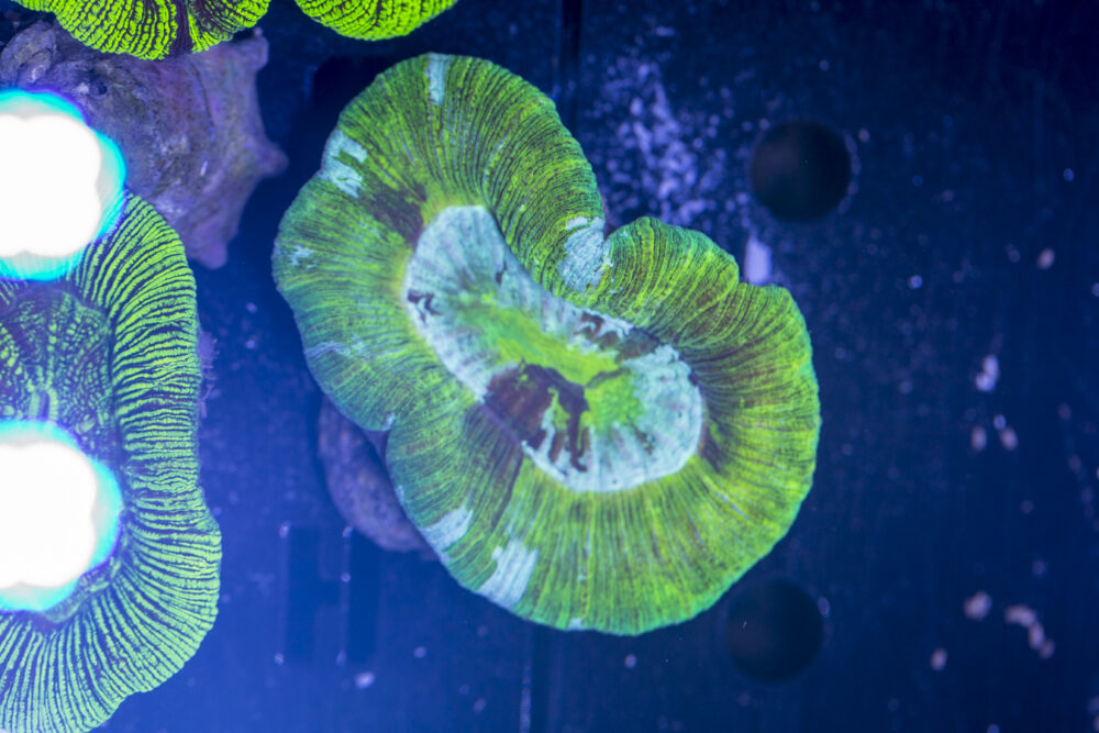 Trachyphyllia