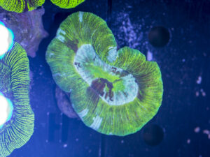 Trachyphyllia