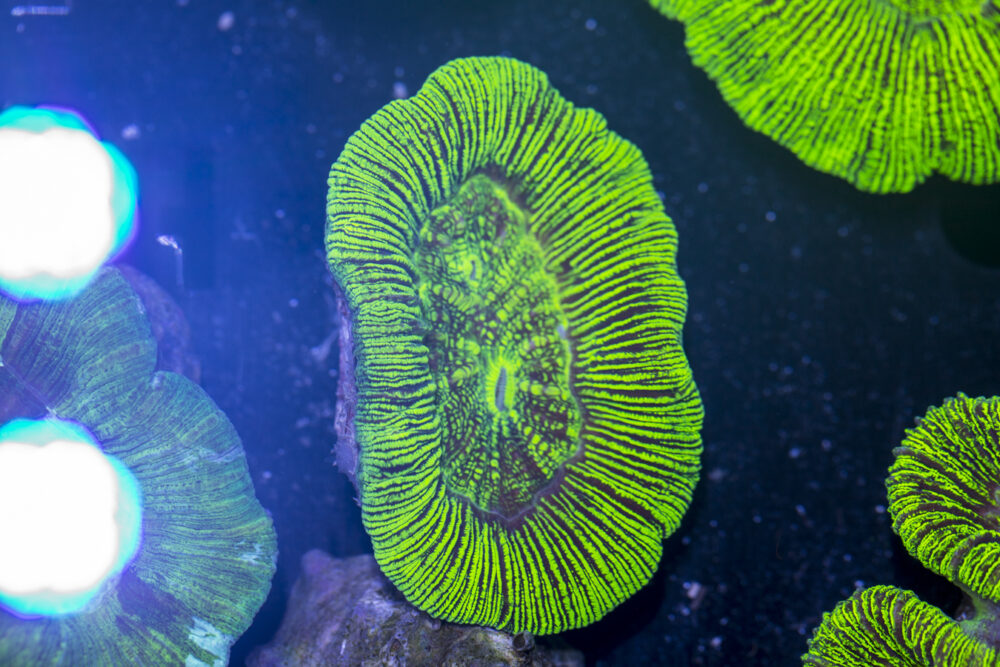Trachyphyllia
