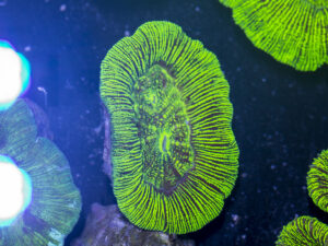 Trachyphyllia