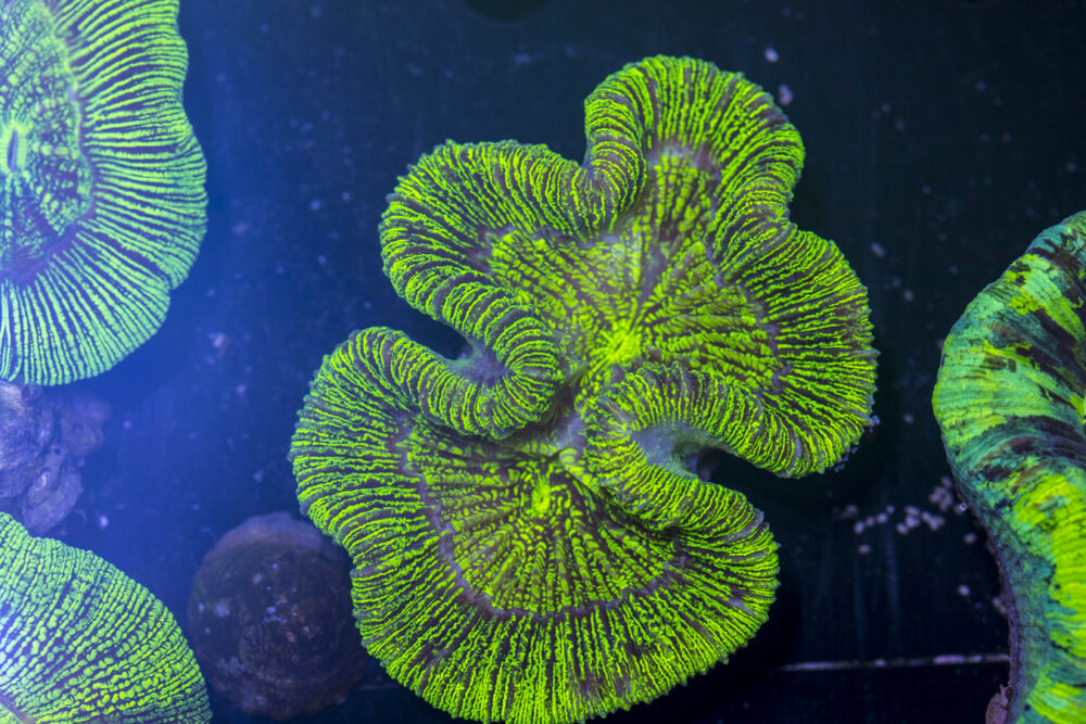 Trachyphyllia