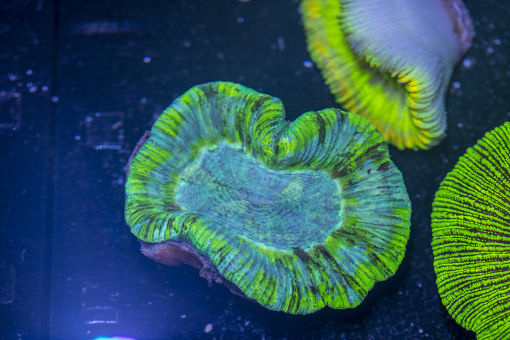 Trachyphyllia