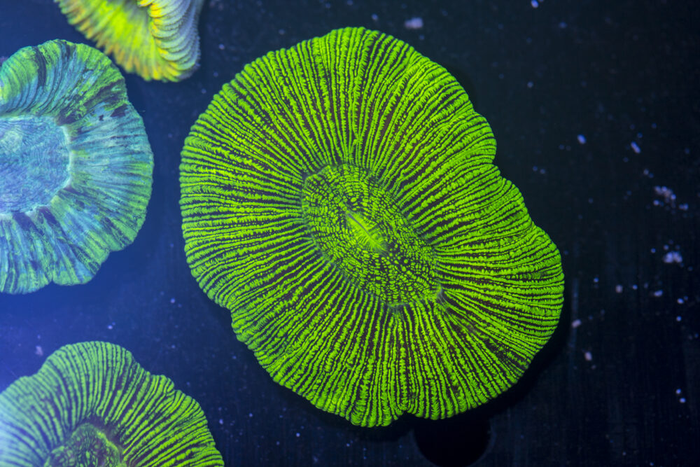 Trachyphyllia