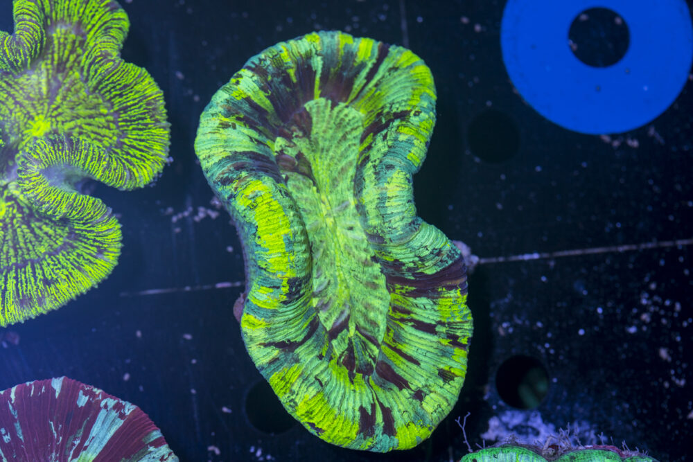 Trachyphyllia