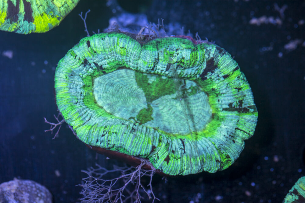 Trachyphyllia