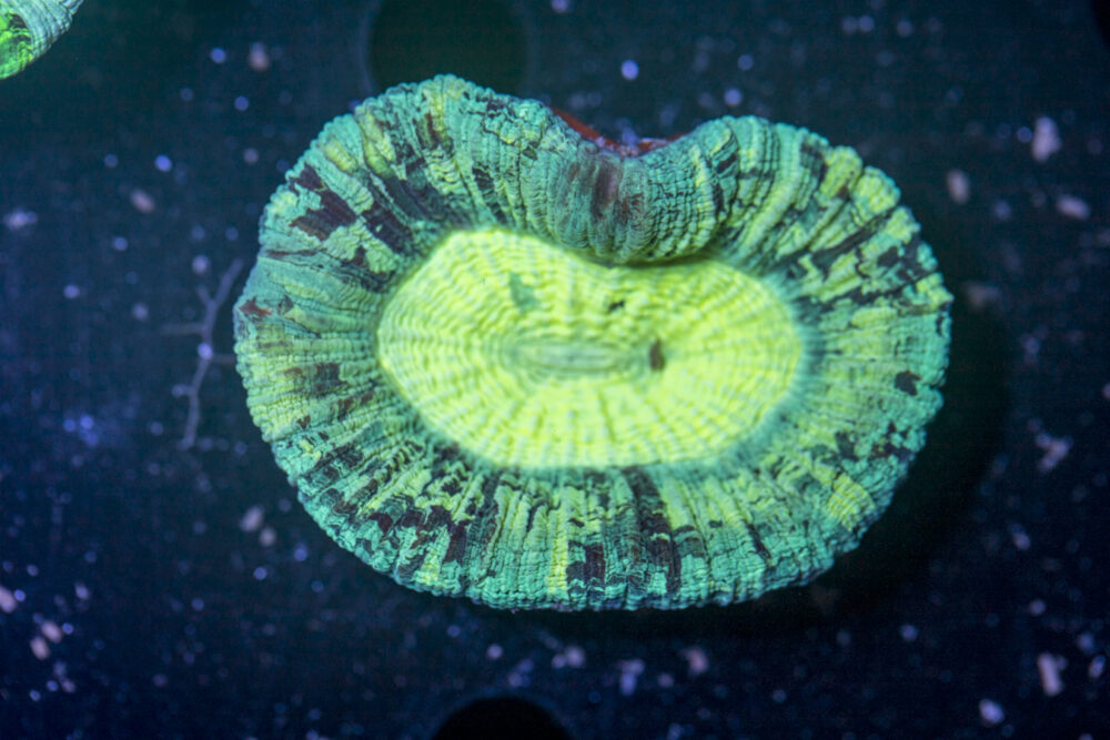 Trachyphyllia