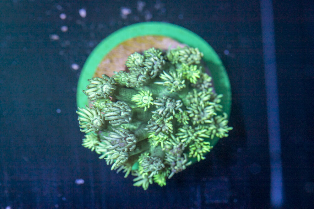 Goniopora