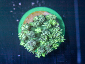 Goniopora