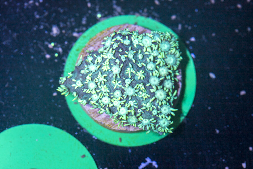 Goniopora