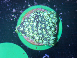 Goniopora