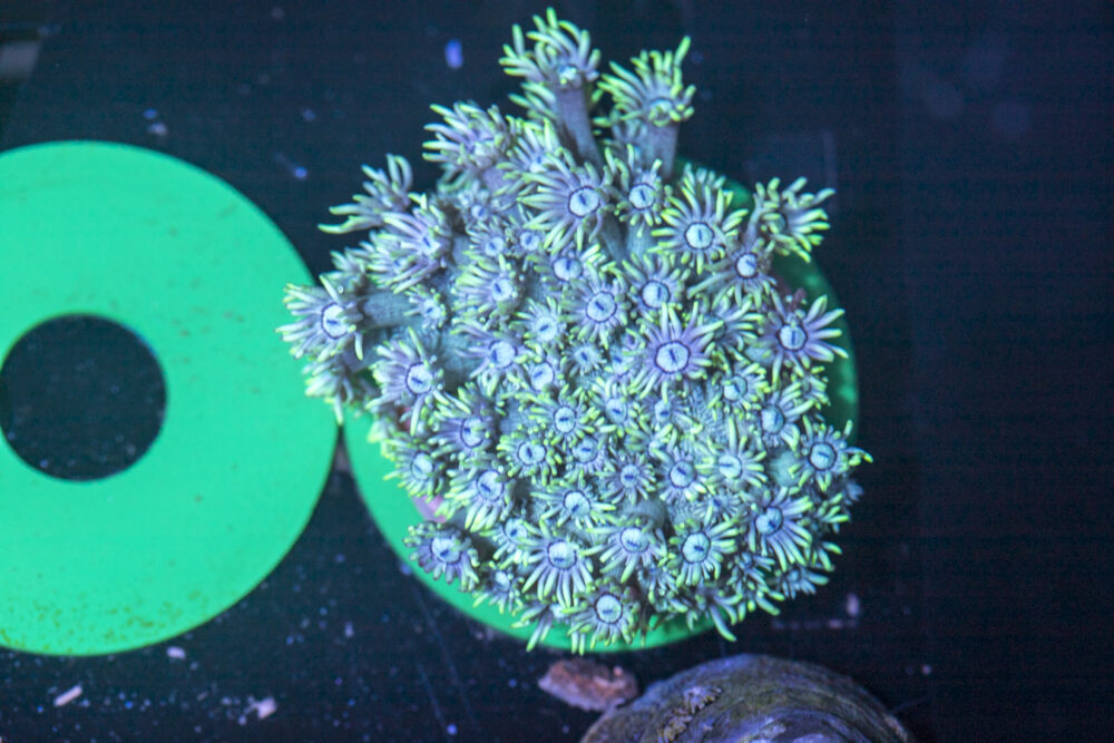Goniopora