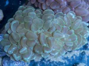 Bubble