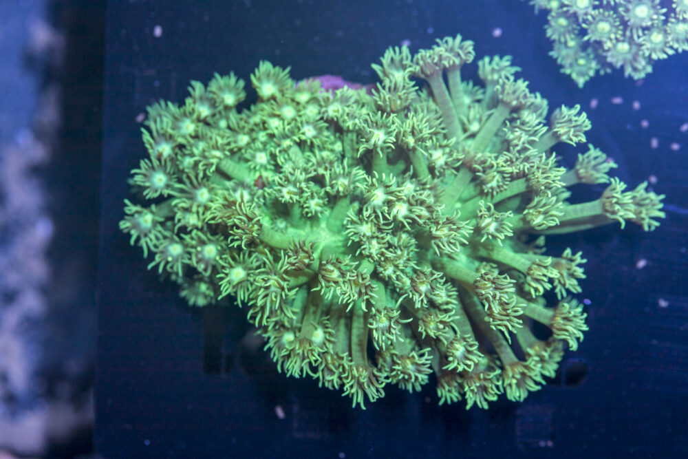 Goniopora
