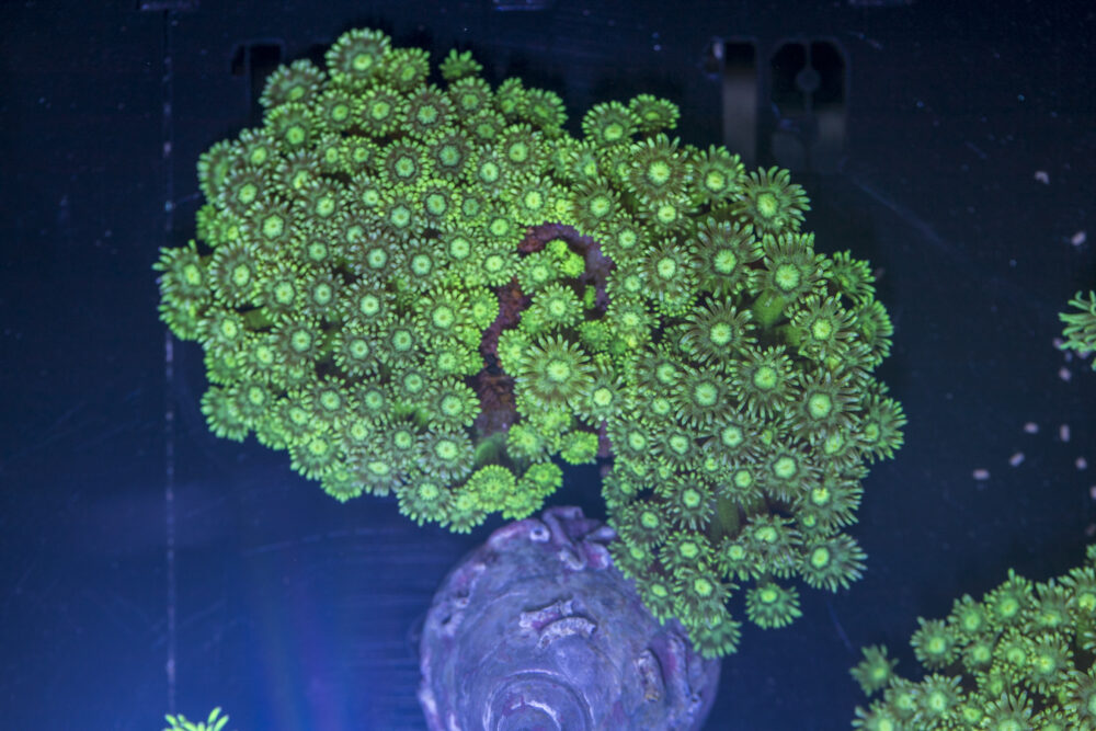 Goniopora