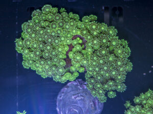 Goniopora